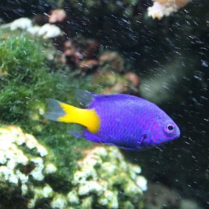 Damselfish