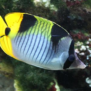 Black-wedge butterflyfish