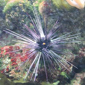 Long-spined sea-urchin