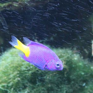 Damselfish