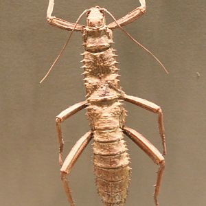 Stick insect-specimen