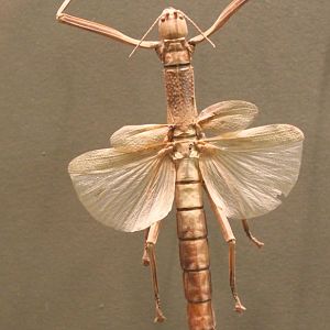Stick insect-specimen