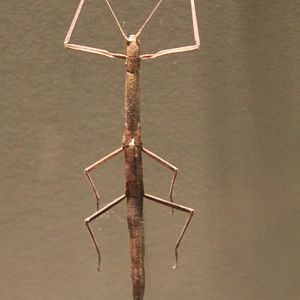 Stick insect-specimen