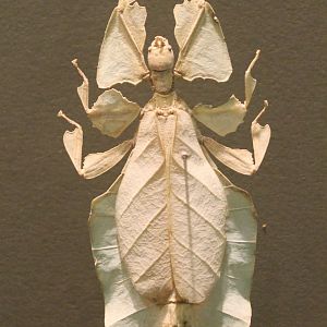 Leaf insect-specimen