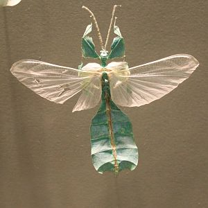Leaf insect-specimen