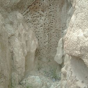Nest of some wild species of bee-like hymenopterid, in a mud-like accumulation, 450 m above sea level