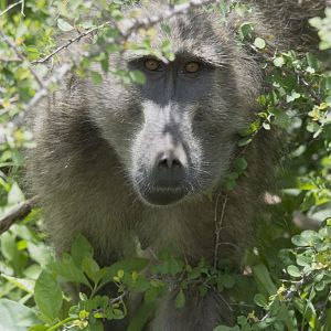 Baboon
