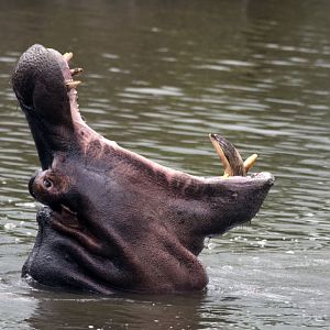 Hippo