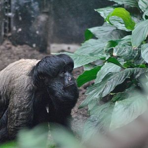 Red-backed bearded saki