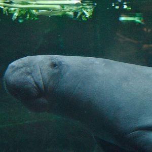 West Indian manatee