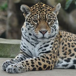 Female Jaguar
