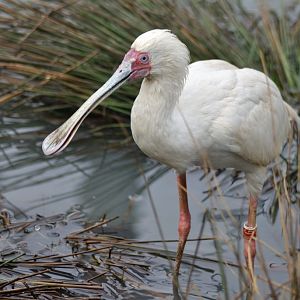 African spoonbill