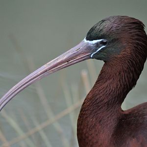 Glossy ibis