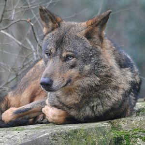 Iberian wolf