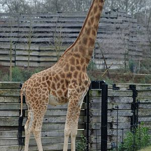 Male Kordofan giraffe