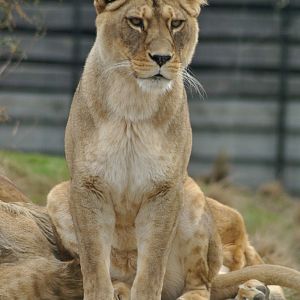 Barbary lioness