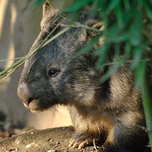 Male Common wombat Milton