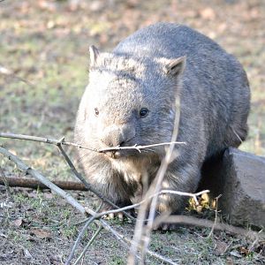 Male Common wombat Milton