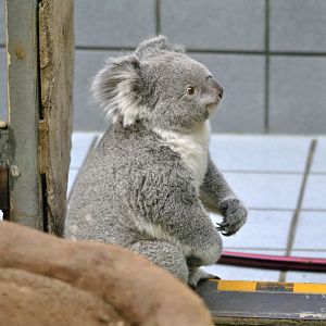 Queensland koala