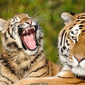 Amur tiger with offspring