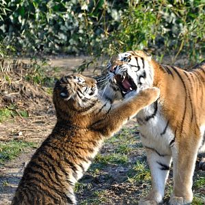 Female Amur tiger with offspring