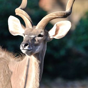 Greater kudu