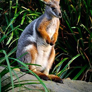 Yellow-footed rock-wallaby
