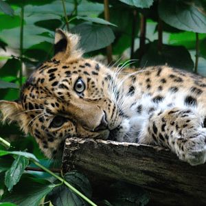 Female Amur leopard Kiska