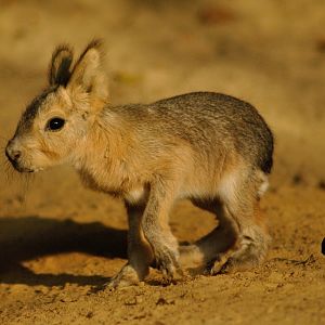 Young Patagonian cavy
