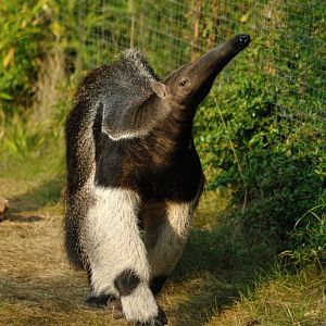 Giant anteater