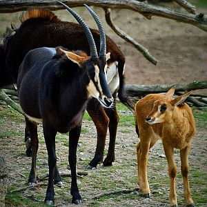 Sable antelope with offspring