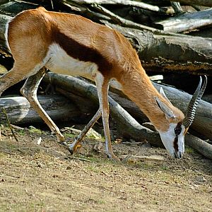 Springbok