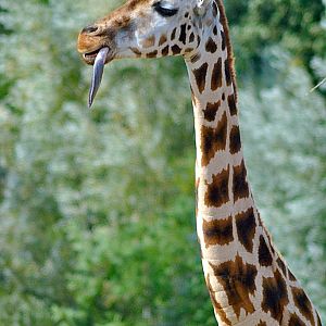Rothschild´s giraffe