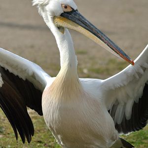 Hybrid pelican