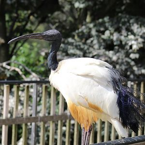 African Sacred Ibis