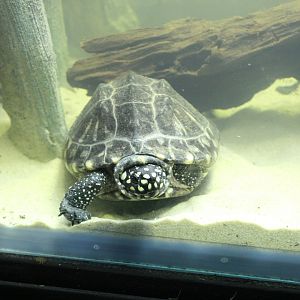 Spotted Pond Turtle