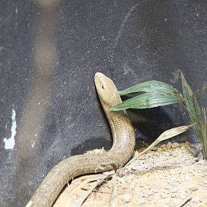 European Legless Lizard
