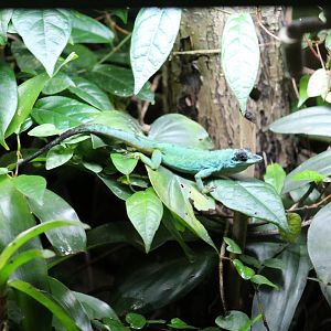 Saint Vincent Bush Anole