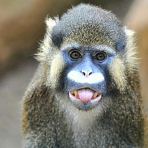 Red-tailed moustached monkey