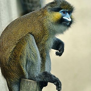 Red-tailed mustached monkey