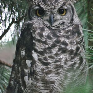 African spotted eagle owl