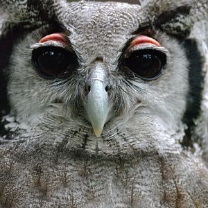 Milky eagle owl