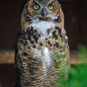 Great horned owl