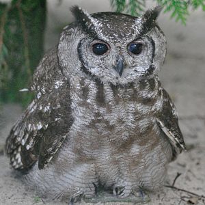 Greyish eagle owl