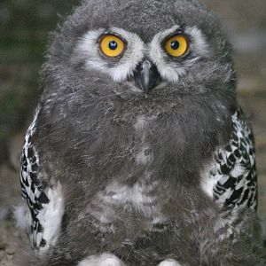 Snowy owl chick