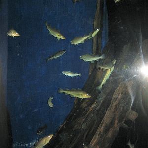 Fiskeri- og Søfartsmuseet - Mixed tank