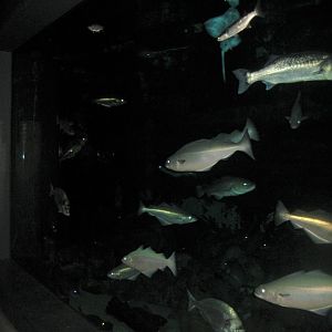 Fiskeri- og Søfartsmuseet - Ocean tank