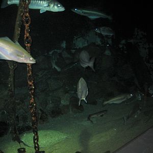 Fiskeri- og Søfartsmuseet - Ocean tank