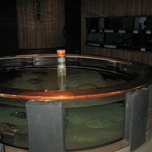 Fiskeri- og Søfartsmuseet - Touch pool and invertebrate tanks