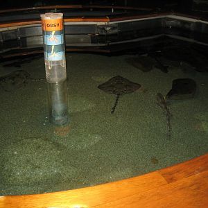 Fiskeri- og Søfartsmuseet - Touch pool